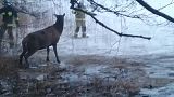 Polonia: i pompieri salvano i cervi sul lago ghiacciato