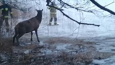Un troupeau de rennes secouru dans un lac gelé en Pologne