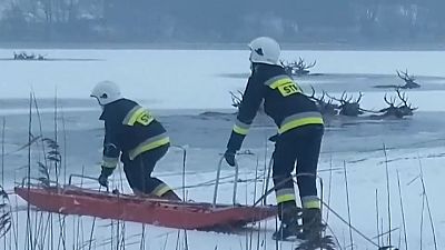 Rettungseinsatz der Feuerwehr