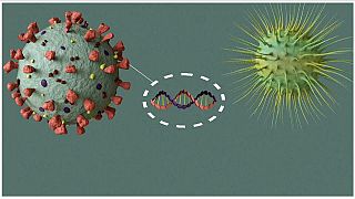 Animation showing coronavirus DNA