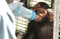 Gerettete Schimpansenjunge.