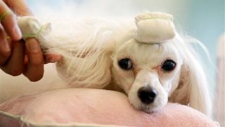 Vava, a three years female puppy, is groomed at a pet hotel in Seoul, South Korea