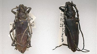 These beetles were found preserved in wood in East Anglia, and date back to even before the Romans. These beetles were found preserved in wood in East Anglia, and date back to even before the Romans.