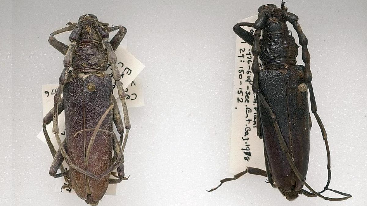 İngiltere'de bulunan ve 4 bin yıl öncesine dayanan böcek türü