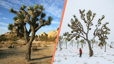 Before and after: Joshua Tree National Park is usually home to a desert climate