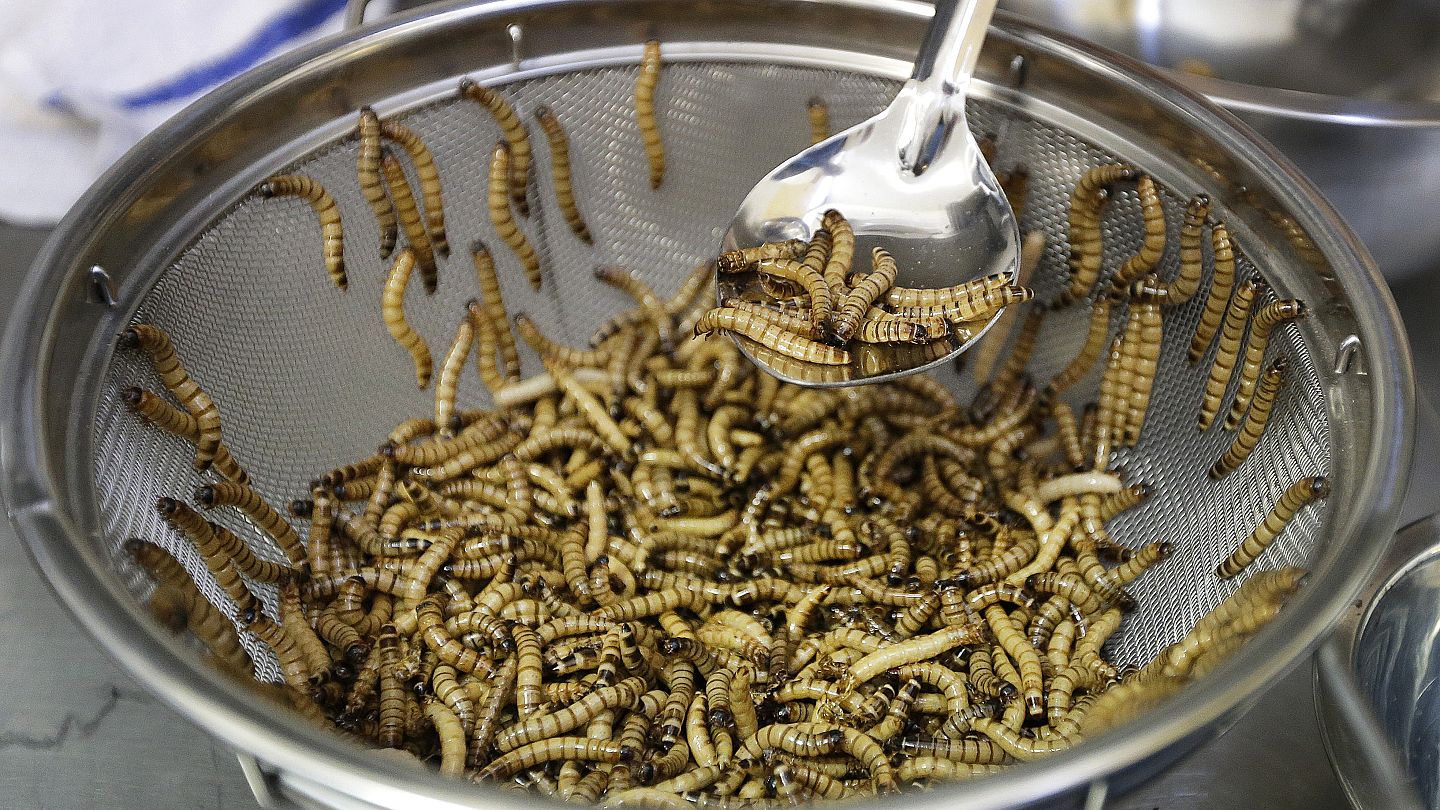 Munching on Mealworms: The Next Meat-Alternative Snack?