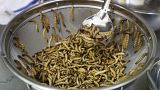 The EU agency in charge of assessing food risks says that yellow mealworm is safe for human consumption.