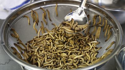 The EU agency in charge of assessing food risks says that yellow mealworm is safe for human consumption. The EU agency in charge of assessing food risks says that yellow mealworm is safe for human consumption.