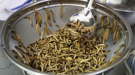 The EU agency in charge of assessing food risks says that yellow mealworm is safe for human consumption. 