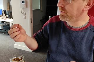 UE autoriza venda de larvas de besouros como comida 