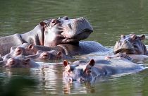 Hippos float in the lake at Hacienda Napoles Park, once the private estate of drug kingpin Pablo Escobar 