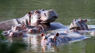 Hippos float in the lake at Hacienda Napoles Park, once the private estate of drug kingpin Pablo Escobar 