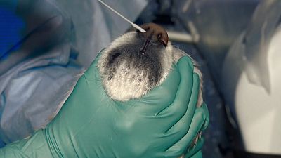 شاهد: اختبارات مجانية للكشف عن فيروس كورونا لدى الحيوانات الأليفة في سيول