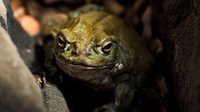 Sonoran Desert toad Sonoran Desert toad