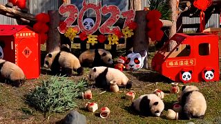 Baby pandas help ring in the Chinese New Year