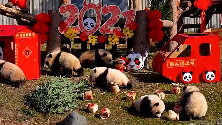 Baby pandas help ring in the Chinese New Year