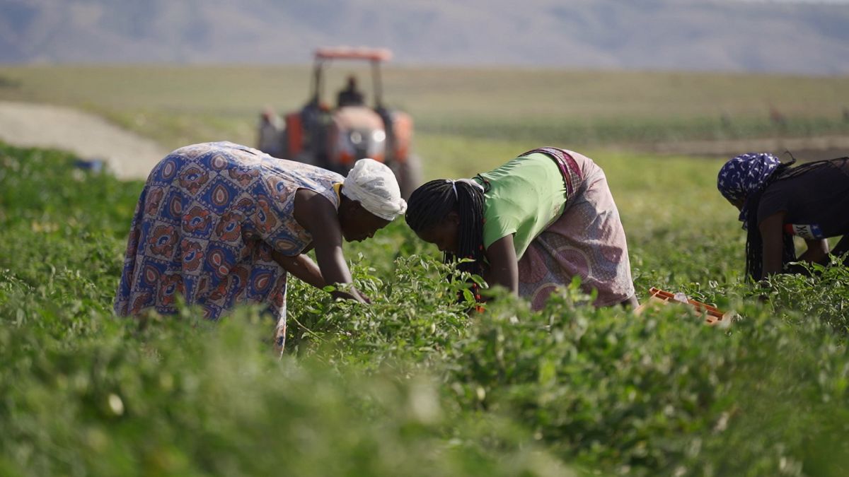Αγκόλα: Ραγδαία ανάπτυξη σημειώνει η καλλιέργεια γεωργικών προϊόντων