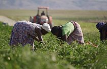 Business Angola: Virágzó gazdálkodás a járvány idején