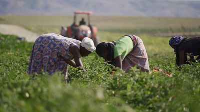 Batı Afrika ülkesi Angola, Covid-19'a rağmen tarım sektöründe nasıl hızla gelişiyor?