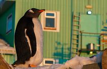 Un pingüino cerca de la estación antártica ucraniana Akademik Vernadsky, en la isla Galíndez, Islas Argentinas.