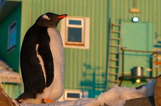 A penguin stands near The Ukrainian Antarctic Akademik Vernadsky station, Galindez Island, Argentine Islands 