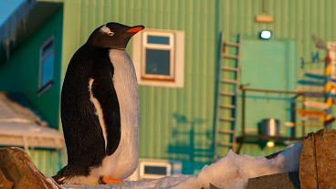 A penguin stands near The Ukrainian Antarctic Akademik Vernadsky station, Galindez Island, Argentine Islands 