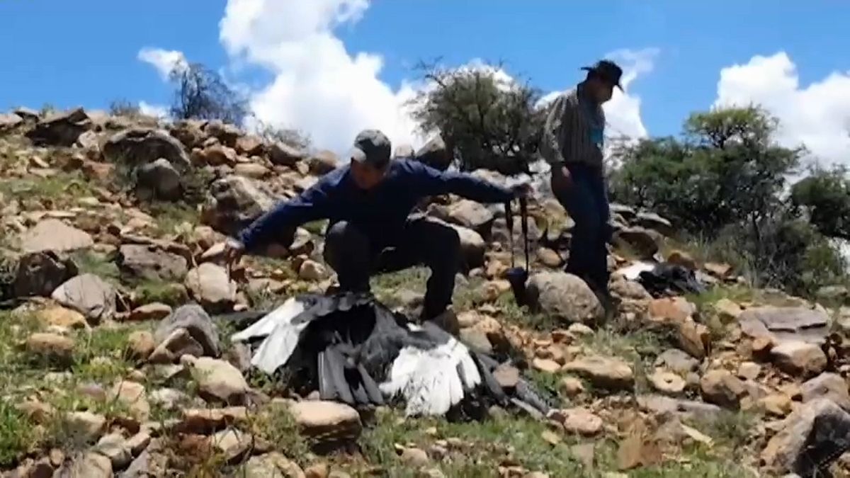 Un grupo de expertos toma muestras de los cóndores hallados muertos en Bolivia.