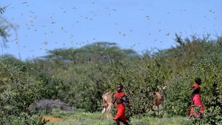 Kenya fights back fresh wave of desert locusts