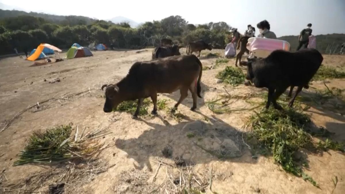 متطوعون لجمع العلف للأبقار بعد تحول الغطاء النباتي إلى أرض مغبرة