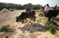 متطوعون لجمع العلف للأبقار بعد تحول الغطاء النباتي إلى أرض مغبرة