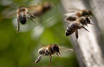 Le Brexit empêche l'importation de colonies d'abeilles au Royaume-Uni