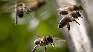 Cuando el Brexit es el peor pesticida para las abejas en Inglaterra