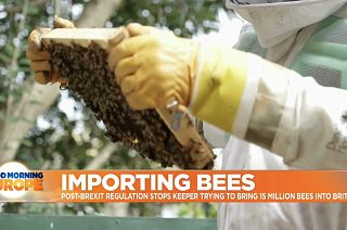 Bee keeer inspecting his hive in Kent, UK
