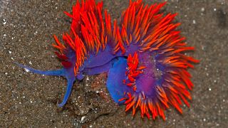 A Spanish Shawl nudibranch, also known as a Flabellina iodinea.