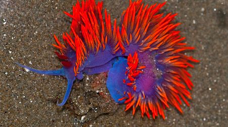 A Spanish Shawl nudibranch, also known as a Flabellina iodinea.