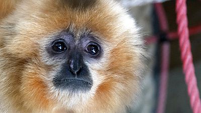 A gibbon looks on inside his enclosure at the zoo in Sarajevo, Bosnia, Monday, Feb. 15, 2021.