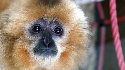 A gibbon looks on inside his enclosure at the zoo in Sarajevo, Bosnia, Monday, Feb. 15, 2021. 