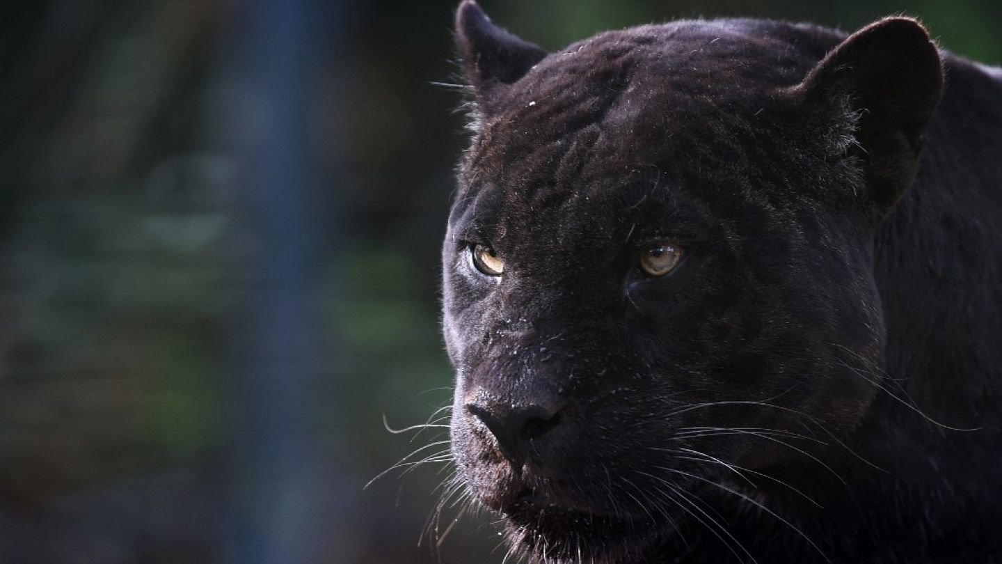 Black panther sightings near Bari prompt ban on outdoor activities |  Euronews