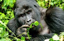If we're taking photos with or of gorillas, we should be at least seven metres apart.
