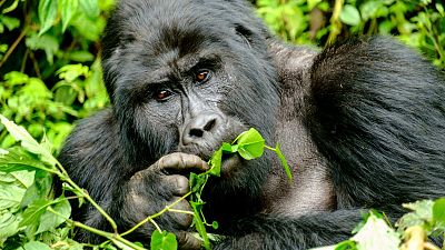 If we're taking photos with or of gorillas, we should be at least seven metres apart. If we're taking photos with or of gorillas, we should be at least seven metres apart.