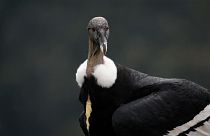 Colombian Condor