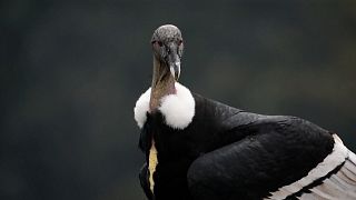 Recensement inédit du condor des Andes