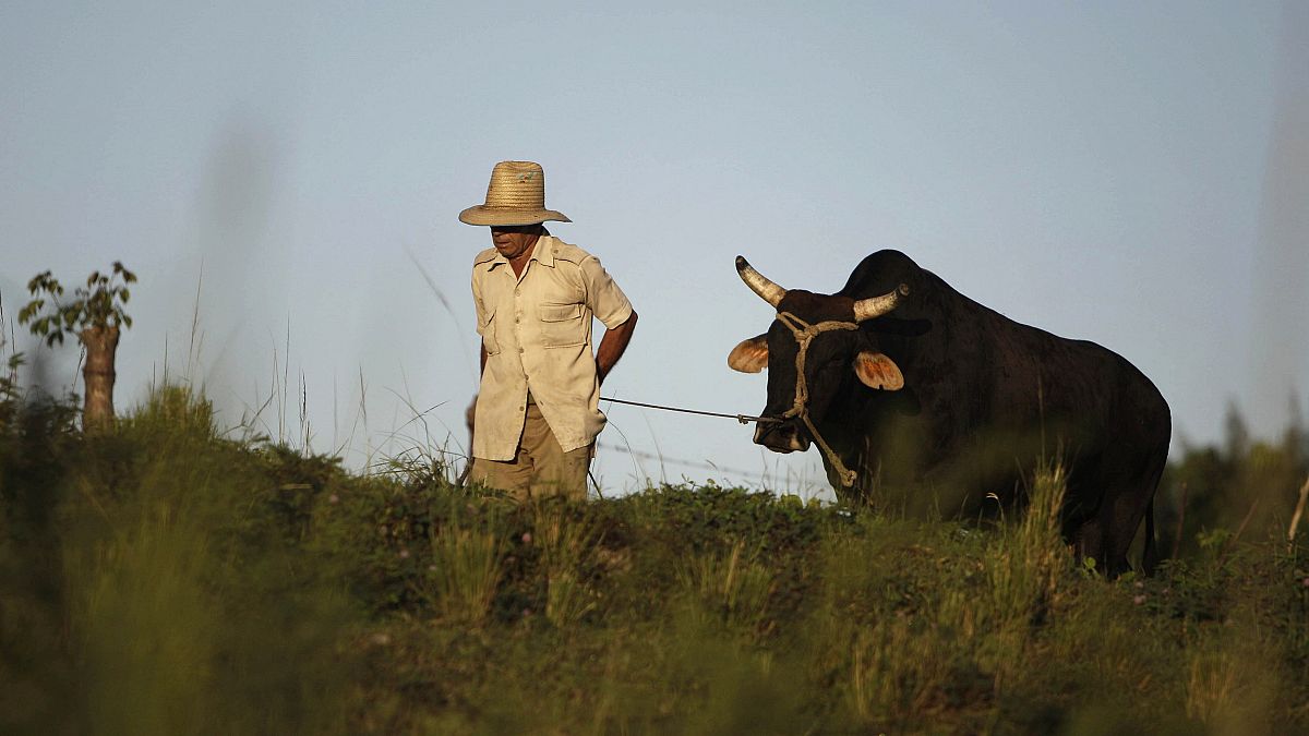 Un campesino camina llevando un buey con una soga por un campo cubano.