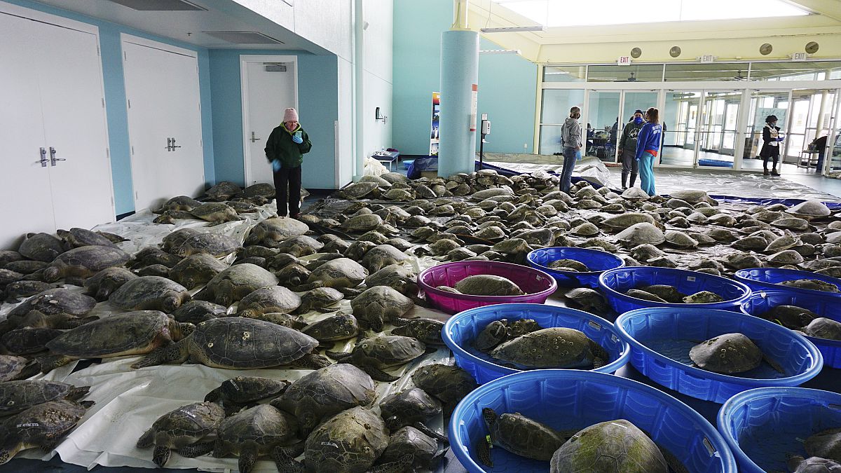 Thousands of Atlantic green sea turtles and Kemp's ridley sea turtles suffering from cold stun are laid out to recover 