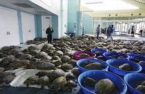 Thousands of Atlantic green sea turtles and Kemp's ridley sea turtles suffering from cold stun are laid out to recover