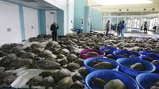 Thousands of Atlantic green sea turtles and Kemp's ridley sea turtles suffering from cold stun are laid out to recover 