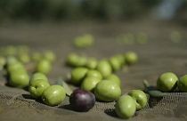 Spanischer Olivenölmarkt leidet unter US- Zöllen