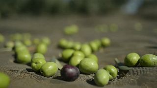 España sufre en 2020 un desplome del 80% en sus ventas de aceite de oliva a Estados Unidos