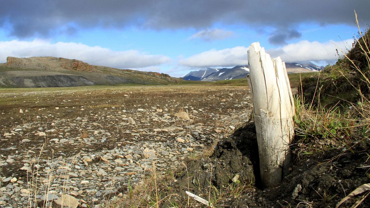  Photo obtenue le 17 février 2021 par le magazine Nature montrant une défense de mammouth laineux émergeant du pergélisol sur l'île Wrangel, dans le nord-est de la Sibérie