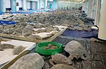 Тысячи морских черепах, спасённые от холода на юге Техаса